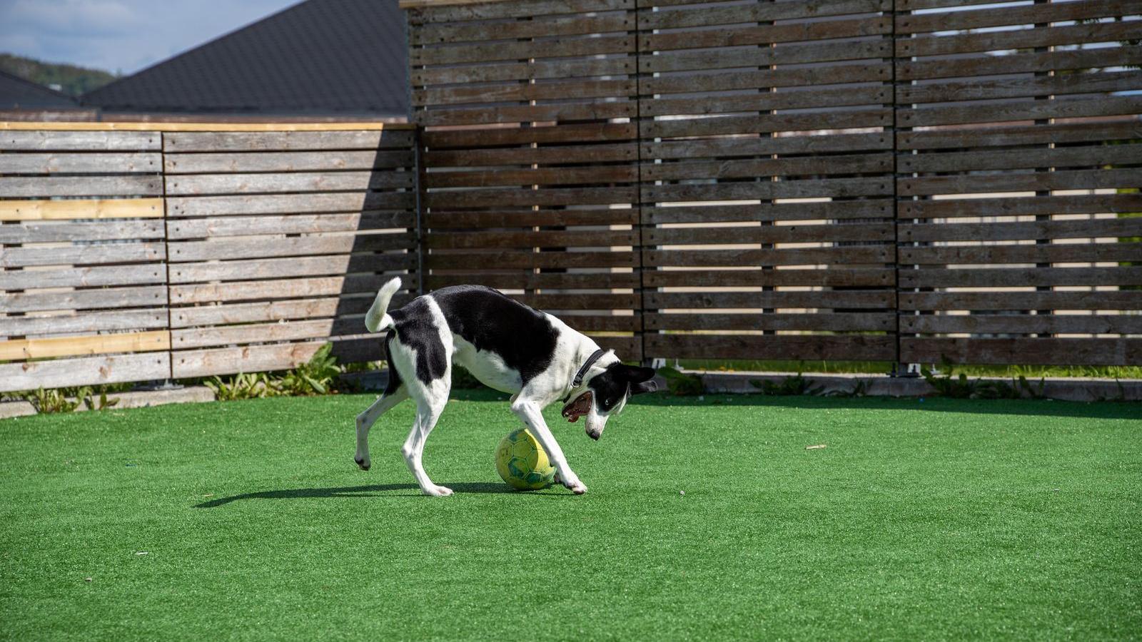 Dog playing with a ball on a synthetic turf backyard lawn