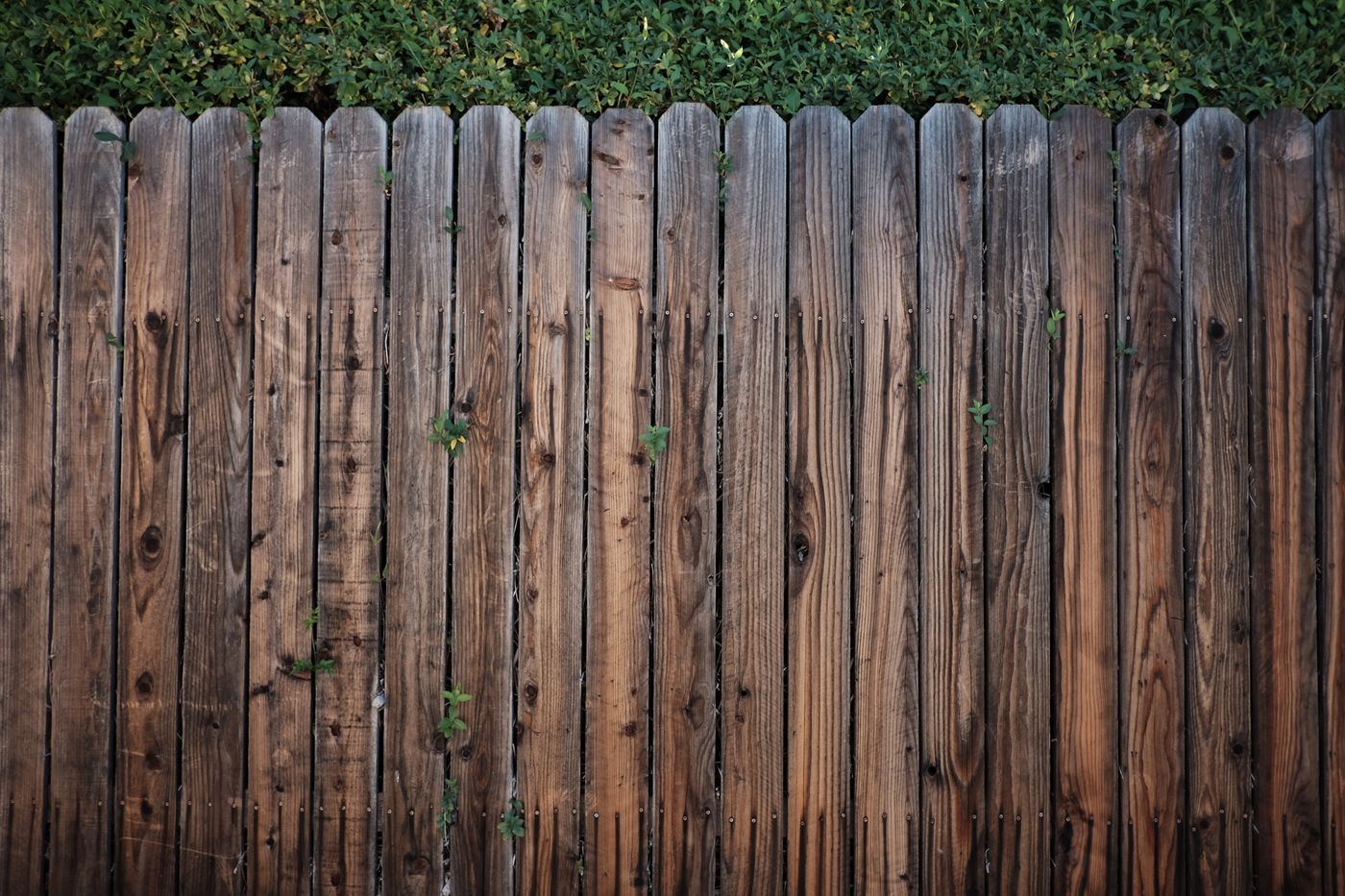 Tall wood privacy fence made of vertical boards, topped by a green hedge