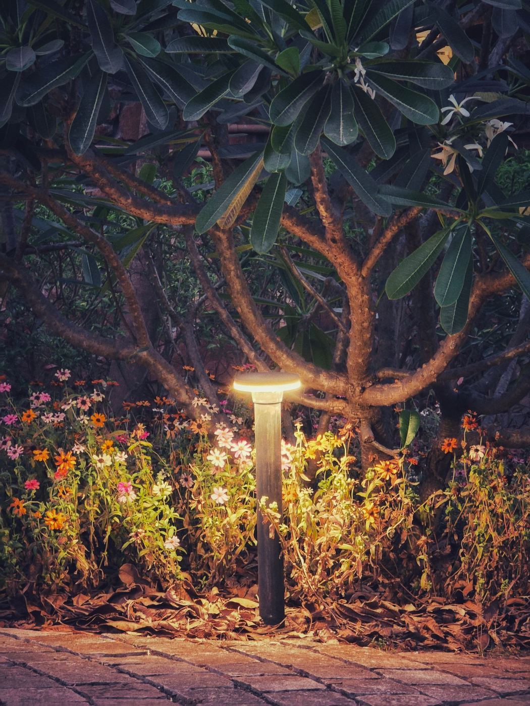 Low path light glowing among flowers and shrubs beside a paved path at dusk